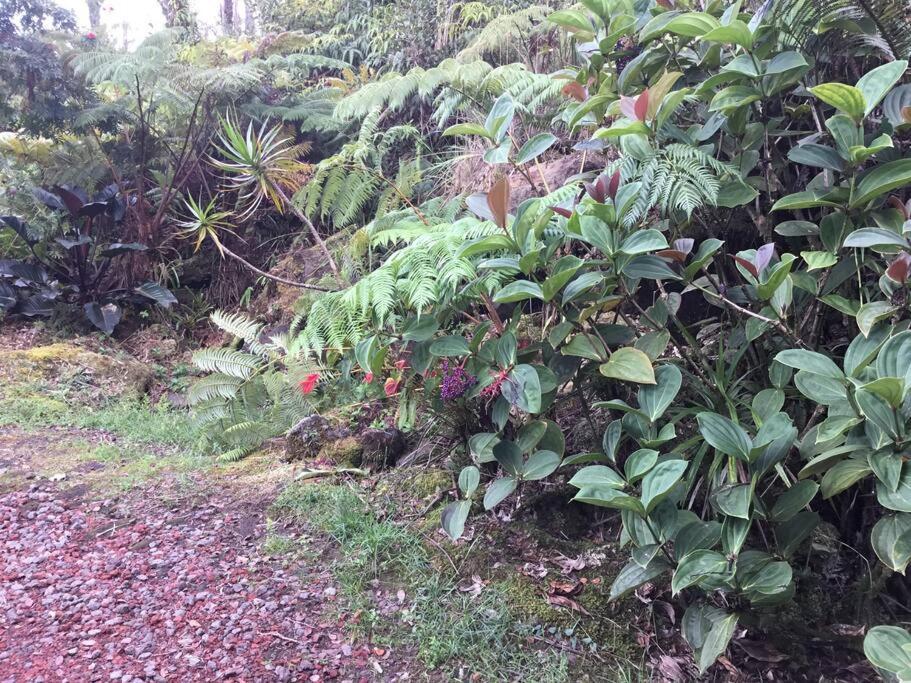 Simple Rustic Studio Deluxe Bed In Tropical Fruits Garden Hotell Mountain View Eksteriør bilde